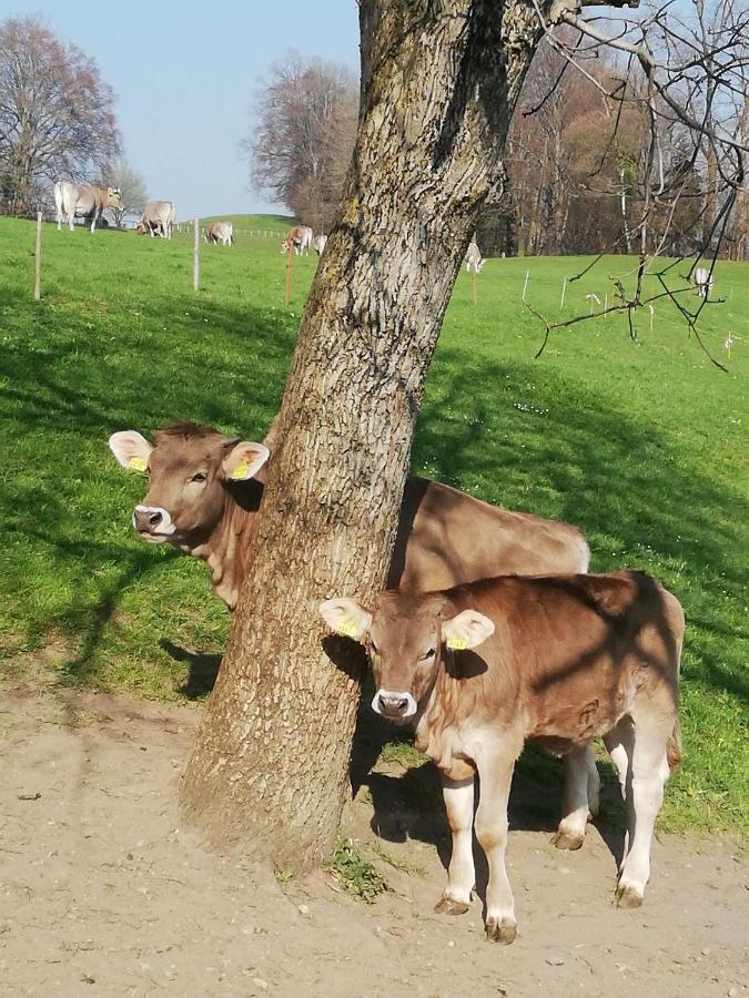 Billenberghof Lejlighed Sankt Gallen Eksteriør billede